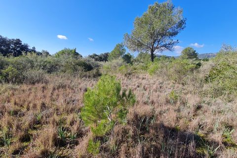 Terra a Sa Pobla, Mallorca, Sa Pobla - € 795.000 | Ref: 76384 - foto 2