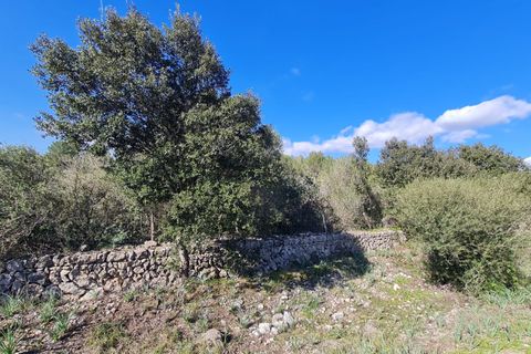 Terra a Sa Pobla, Mallorca, Sa Pobla - € 795.000 | Ref: 76384 - foto 3