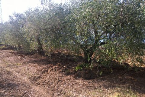 Terra a Serre, Salerno, Serre - € 30.000 | Ref: 217 - foto 2