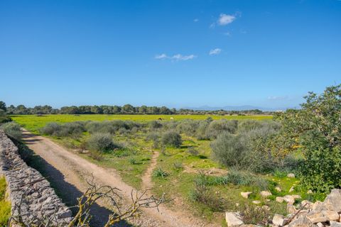 Landejendom i Llucmajor, Mallorca, Llucmajor - € 8.000.000 | Ref: 04SB1156/3010 - foto 13