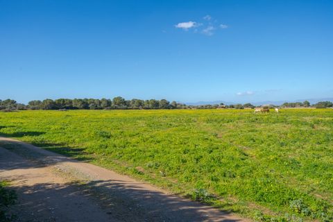 Landejendom i Llucmajor, Mallorca, Llucmajor - € 8.000.000 | Ref: 04SB1156/3010 - foto 15