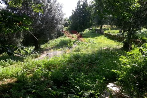 Helårsgrund i Ponte de Lima, Viana do Castelo, Ponte de Lima - € 25.000 | Ref: PTL-1131-JV-0723 - foto 1