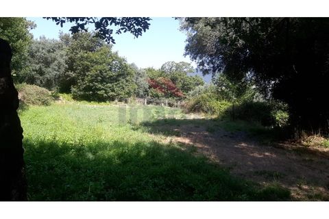 Helårsgrund i Ponte de Lima, Viana do Castelo, Ponte de Lima - € 25.000 | Ref: PTL-1131-JV-0723 - foto 2
