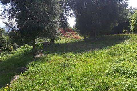 Helårsgrund i Ponte de Lima, Viana do Castelo, Ponte de Lima - € 25.000 | Ref: PTL-1131-JV-0723 - foto 8