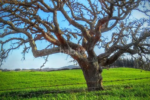 Villa i Cercal do Alentejo, Setubal, Cercal do Alentejo - € 640.000 | Ref: MB092201_VC - foto 18