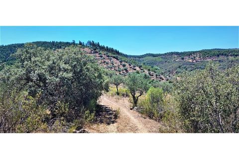 Terra a Nisa, Portalegre, Nisa - € 19.995 | Ref: SÒL_312 - foto 4