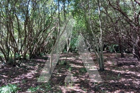 Helårsgrund i Murtosa, Aveiro, Murtosa - € 11.000 | Ref: 1060787/23 AL - foto 2