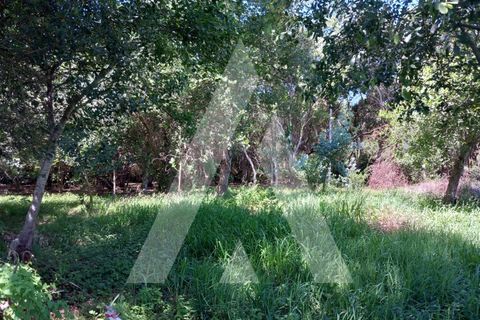 Helårsgrund i Murtosa, Aveiro, Murtosa - € 11.000 | Ref: 1060787/23 AL - foto 4