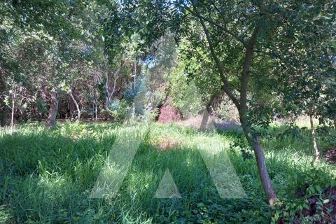 Helårsgrund i Murtosa, Aveiro, Murtosa - € 11.000 | Ref: 1060787/23 AL - foto 5