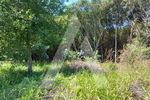 Helårsgrund i Murtosa, Aveiro, Murtosa - € 11.000 | Ref: 1060787/23 AL - foto 7