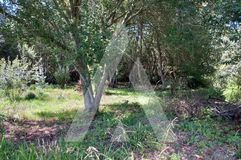 Helårsgrund i Murtosa, Aveiro, Murtosa - € 11.000 | Ref: 1060787/23 AL - foto 9