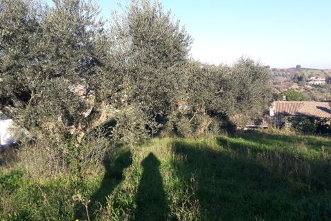Terra a Morlupo, Rome, Morlupo - € 80.000 | Ref: 1339 - foto 4