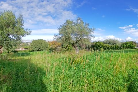 Terra a Morlupo, Rome, Morlupo - € 80.000 | Ref: 1339 - foto 12