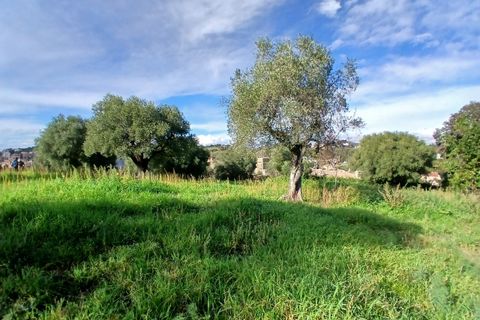 Terra a Morlupo, Rome, Morlupo - € 80.000 | Ref: 1339 - foto 14