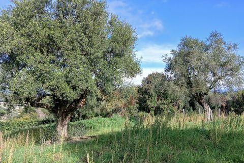 Terra a Morlupo, Rome, Morlupo - € 80.000 | Ref: 1339 - foto 17