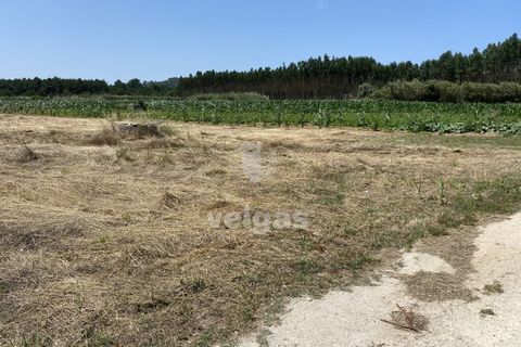 Helårsgrund i Santo Onofre e Serra do Bouro, Leiria, Santo Onofre e Serra do Bouro - € 225.000 | Ref: CAL-214517 - foto 2