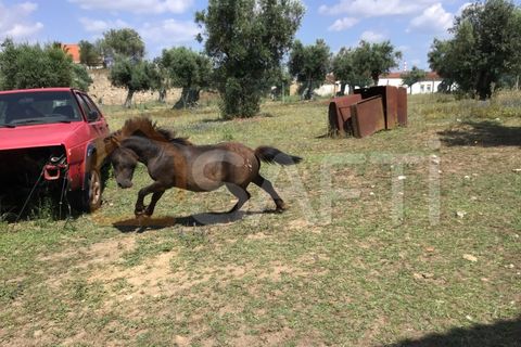 Erhvervsejendom i Abrantes, Santarem, Abrantes - € 160.000 | Ref: SAFTI:003640 - foto 17
