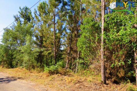Helårsgrund i Serta, Castelo Branco, Serta - € 19.000 | Ref: MG125 - foto 1