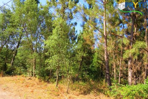 Helårsgrund i Serta, Castelo Branco, Serta - € 19.000 | Ref: MG125 - foto 3
