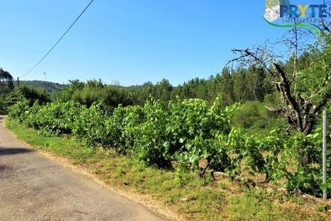 Helårsgrund i Serta, Castelo Branco, Serta - € 19.000 | Ref: MG125 - foto 5