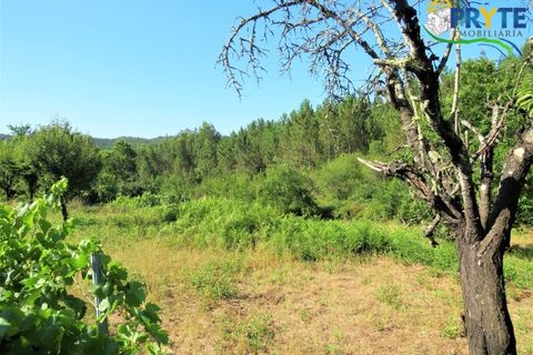 Helårsgrund i Serta, Castelo Branco, Serta - € 19.000 | Ref: MG125 - foto 6