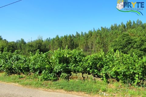 Helårsgrund i Serta, Castelo Branco, Serta - € 19.000 | Ref: MG125 - foto 7