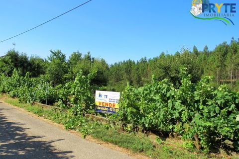 Helårsgrund i Serta, Castelo Branco, Serta - € 19.000 | Ref: MG125 - foto 8