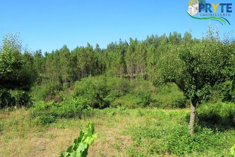 Helårsgrund i Serta, Castelo Branco, Serta - € 19.000 | Ref: MG125 - foto 9