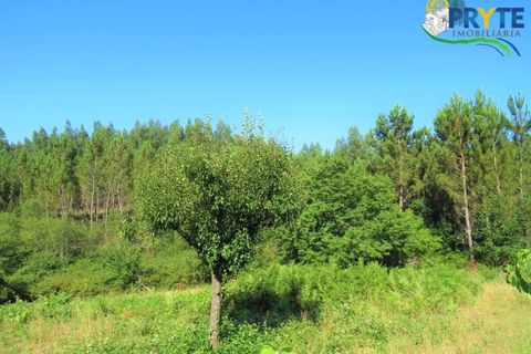 Helårsgrund i Serta, Castelo Branco, Serta - € 19.000 | Ref: MG125 - foto 10