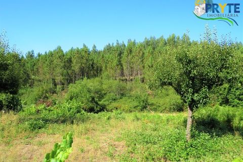 Helårsgrund i Serta, Castelo Branco, Serta - € 19.000 | Ref: MG125 - foto 11