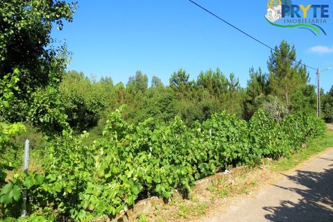 Helårsgrund i Serta, Castelo Branco, Serta - € 19.000 | Ref: MG125 - foto 12