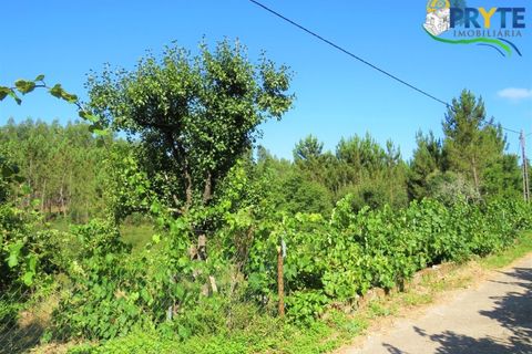 Helårsgrund i Serta, Castelo Branco, Serta - € 19.000 | Ref: MG125 - foto 13