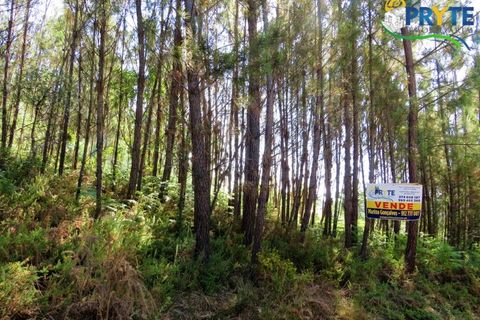 Helårsgrund i Serta, Castelo Branco, Serta - € 19.000 | Ref: MG125 - foto 14