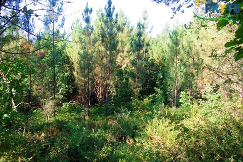 Helårsgrund i Serta, Castelo Branco, Serta - € 19.000 | Ref: MG125 - foto 16
