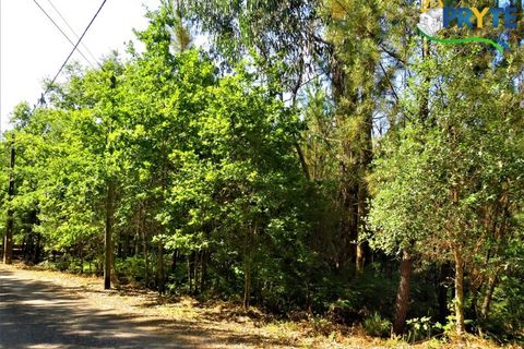 Helårsgrund i Serta, Castelo Branco, Serta - € 19.000 | Ref: MG125 - foto 17