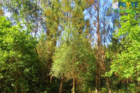 Helårsgrund i Serta, Castelo Branco, Serta - € 19.000 | Ref: MG125 - foto 18