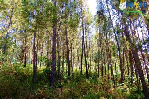 Helårsgrund i Serta, Castelo Branco, Serta - € 19.000 | Ref: MG125 - foto 19