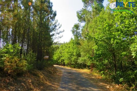 Helårsgrund i Serta, Castelo Branco, Serta - € 19.000 | Ref: MG125 - foto 22