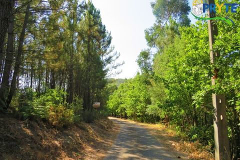 Helårsgrund i Serta, Castelo Branco, Serta - € 19.000 | Ref: MG125 - foto 23