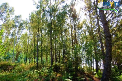 Helårsgrund i Serta, Castelo Branco, Serta - € 19.000 | Ref: MG125 - foto 24