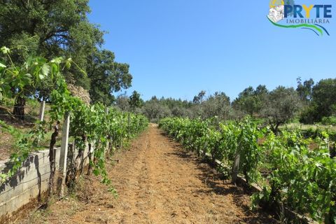 Farm i Serta, Castelo Branco, Serta - € 350.000 | Ref: AA273 - foto 29