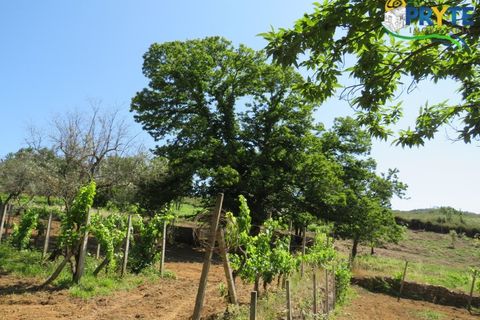 Farm i Serta, Castelo Branco, Serta - € 350.000 | Ref: AA273 - foto 30