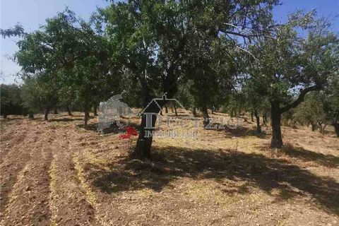 Helårsgrund i Noto, Siracusa, Noto - € 55.000 | Ref: 17T - foto 4
