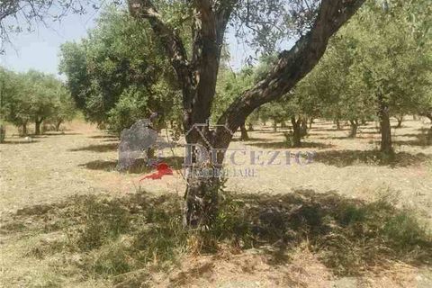 Helårsgrund i Noto, Siracusa, Noto - € 55.000 | Ref: 17T - foto 6