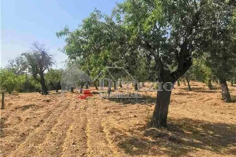 Helårsgrund i Noto, Siracusa, Noto - € 55.000 | Ref: 17T - foto 7