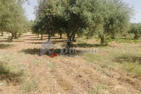 Helårsgrund i Noto, Siracusa, Noto - € 55.000 | Ref: 17T - foto 10