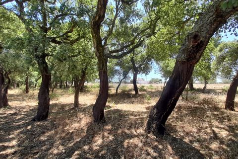 Terra a Chamusca, Santarem, Chamusca - € 45.000 | Ref: 1728 - foto 2