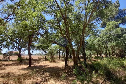 Terra a Chamusca, Santarem, Chamusca - € 45.000 | Ref: 1728 - foto 3