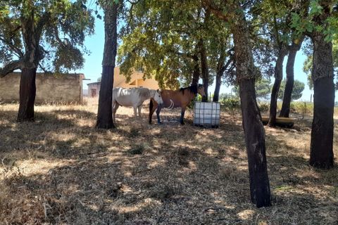 Terra a Chamusca, Santarem, Chamusca - € 45.000 | Ref: 1728 - foto 4