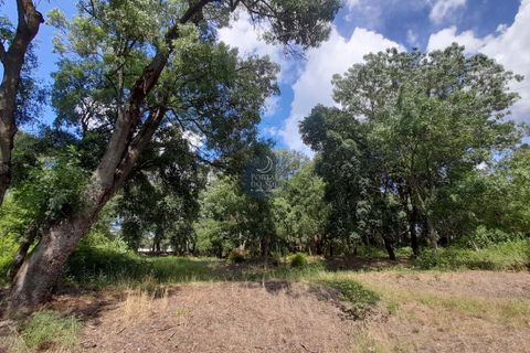 Helårsgrund i Chamusca, Santarem, Chamusca - € 120.000 | Ref: 1738 - foto 4